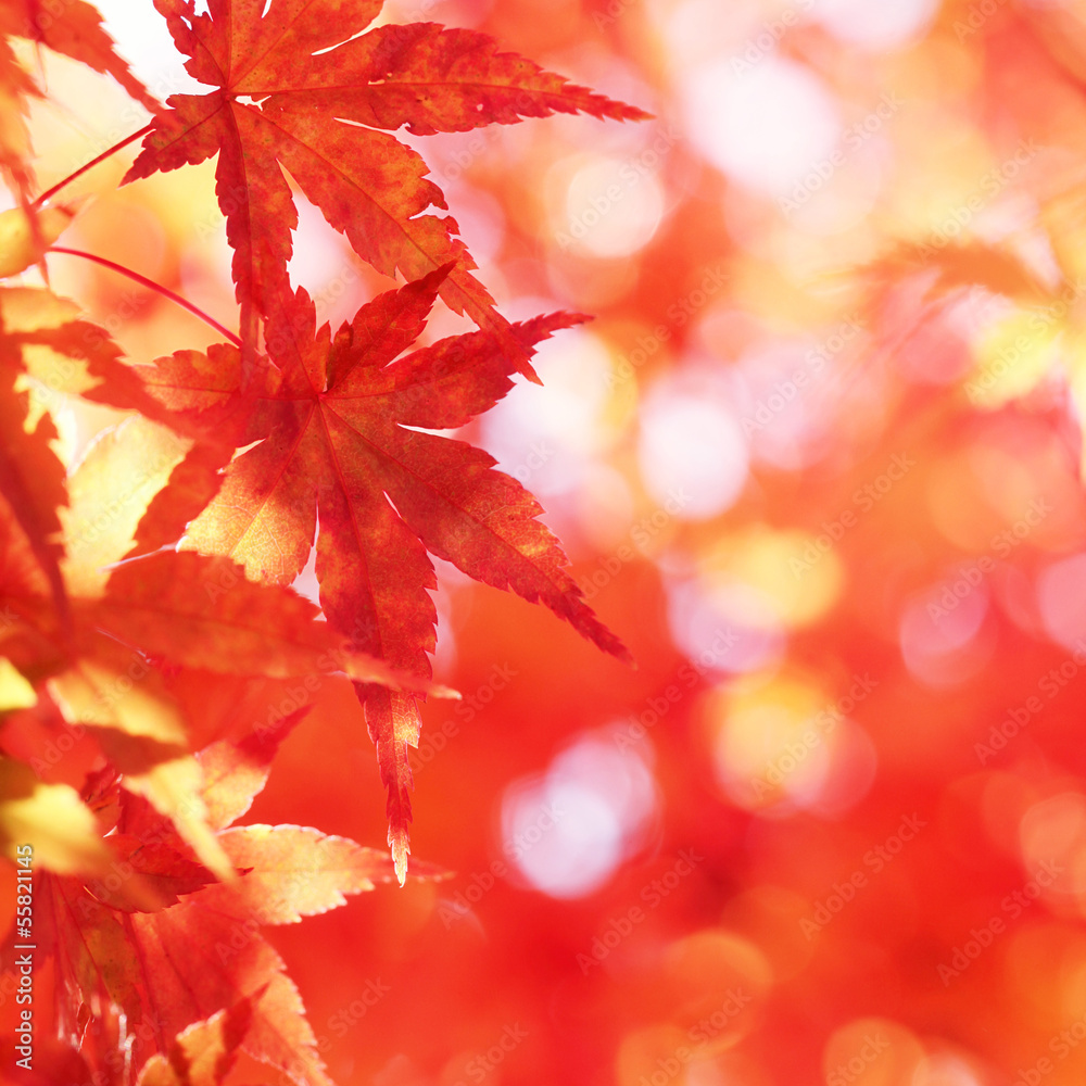 Red autumn leaves Red autumn leaves