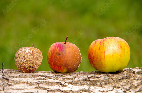 Three apples photo