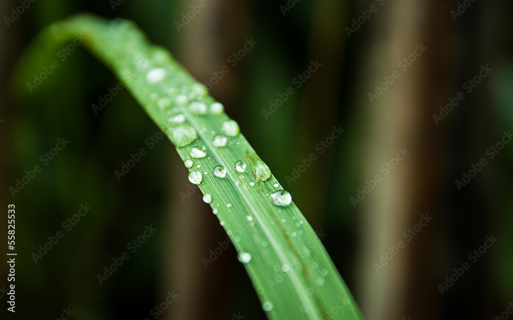 Dew of rain Dew of rain