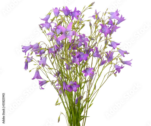 Campanula flowers