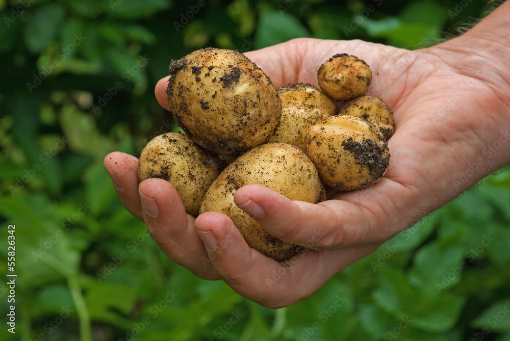 Hand holding fresh gathered potatoes. Hand holding fresh gathered potatoes.