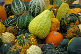 Small pumpkins and gourds in fall.