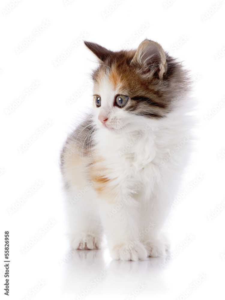 Multi-colored kitten costs on a white background.