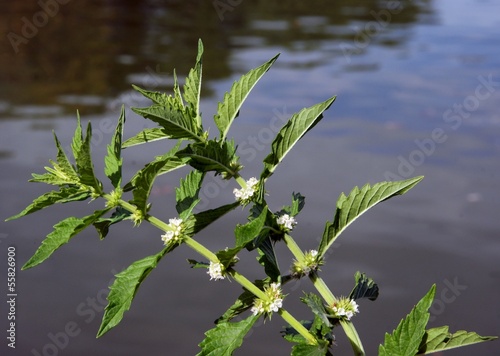 gypsywort herb with white flowers