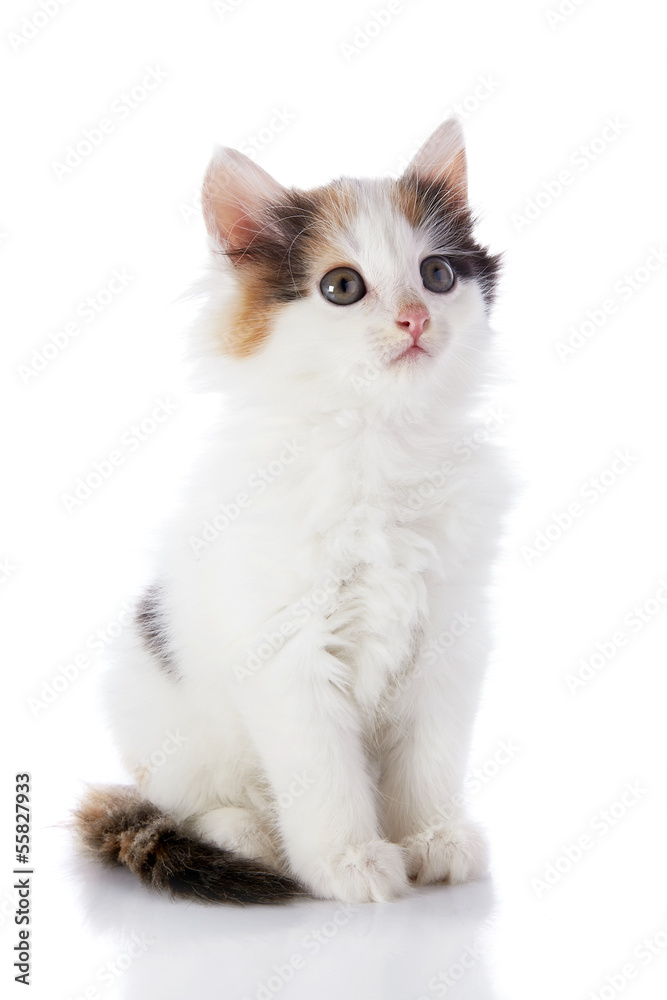 The smal white kitten with color spots sits