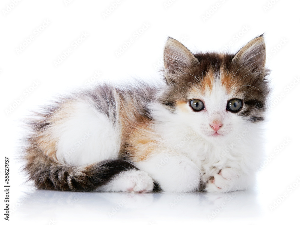 Multi-colored Small cat lies on a white background.
