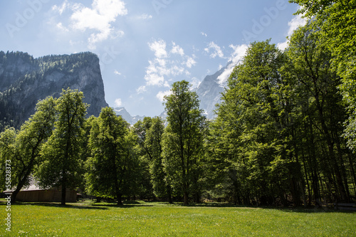 Baumreihe und Alpen