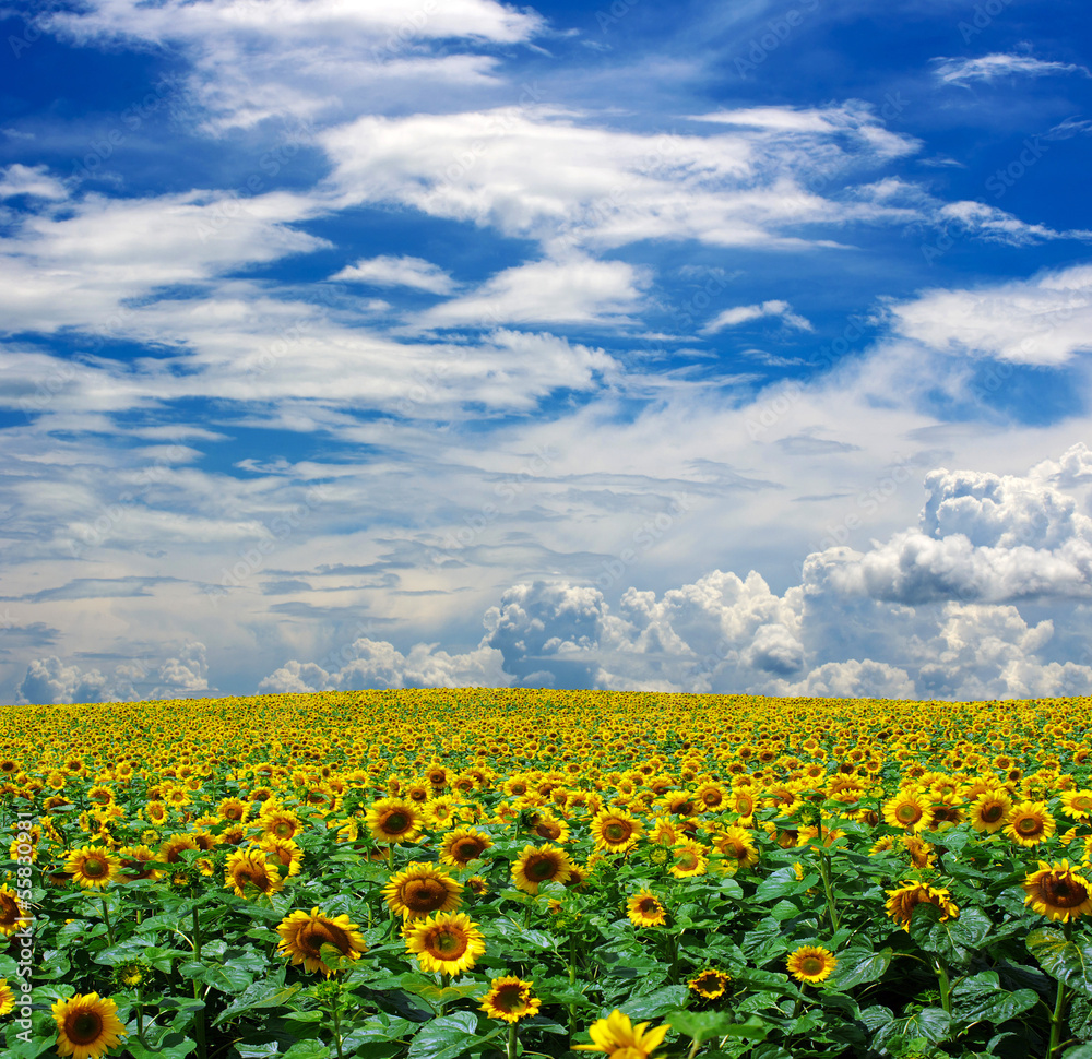 Obraz premium sunflower field