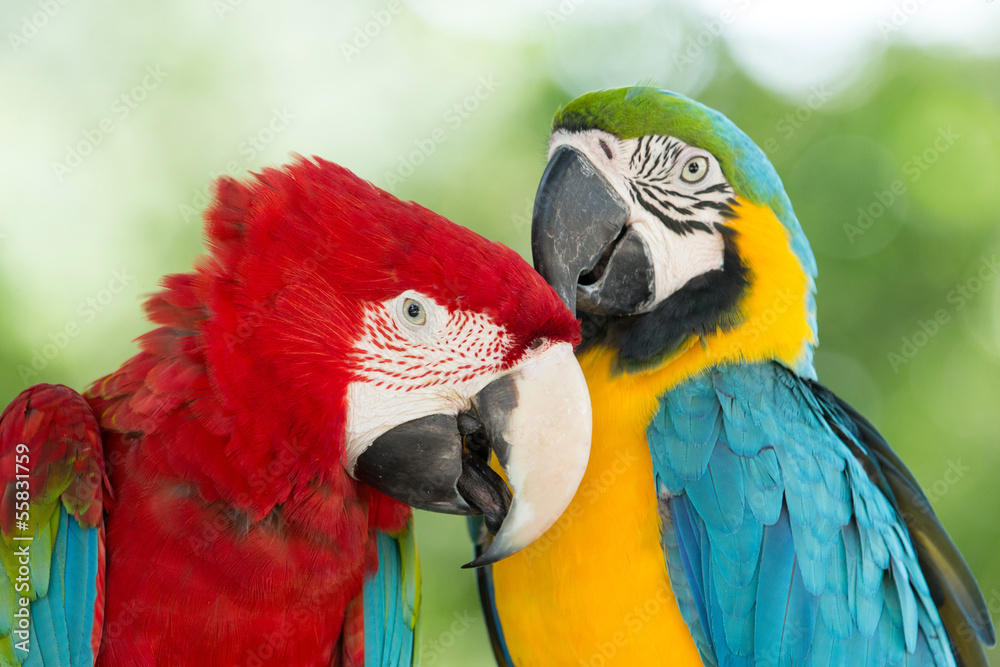 Obraz premium parrots