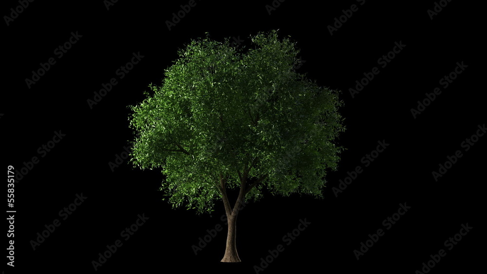 Big tree loosing leaves in autumn