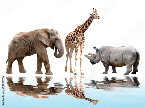 giraffe,elephant and rhino isolated on white