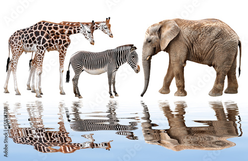 giraffe, elephant and zebra isolated on white