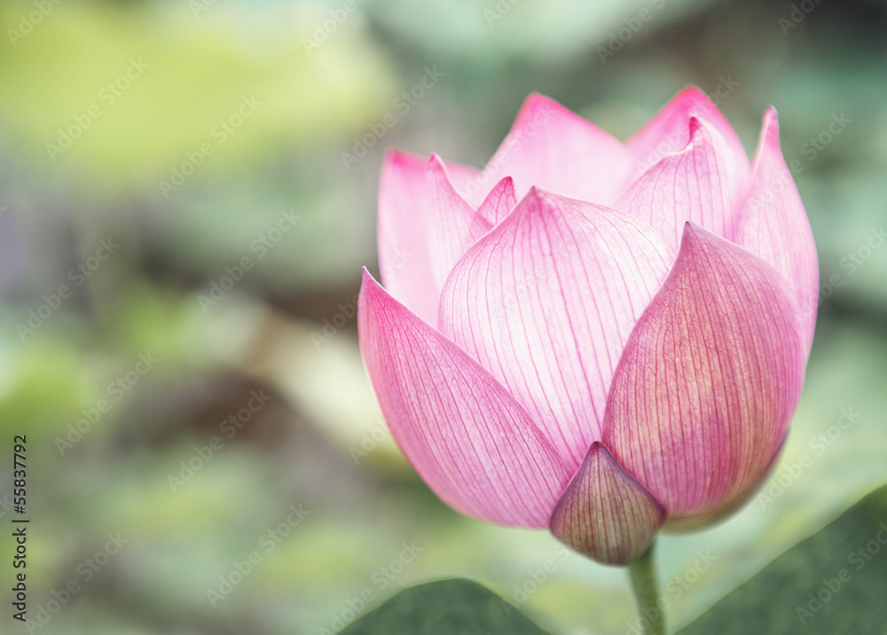 Close-up of pink lotus flower on a lake, China Close-up of pink lotus flower on a lake, China