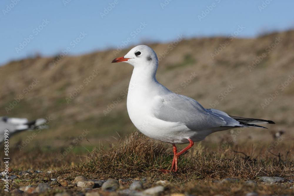 Fototapeta premium Black-headed gull, Larus ridibundus