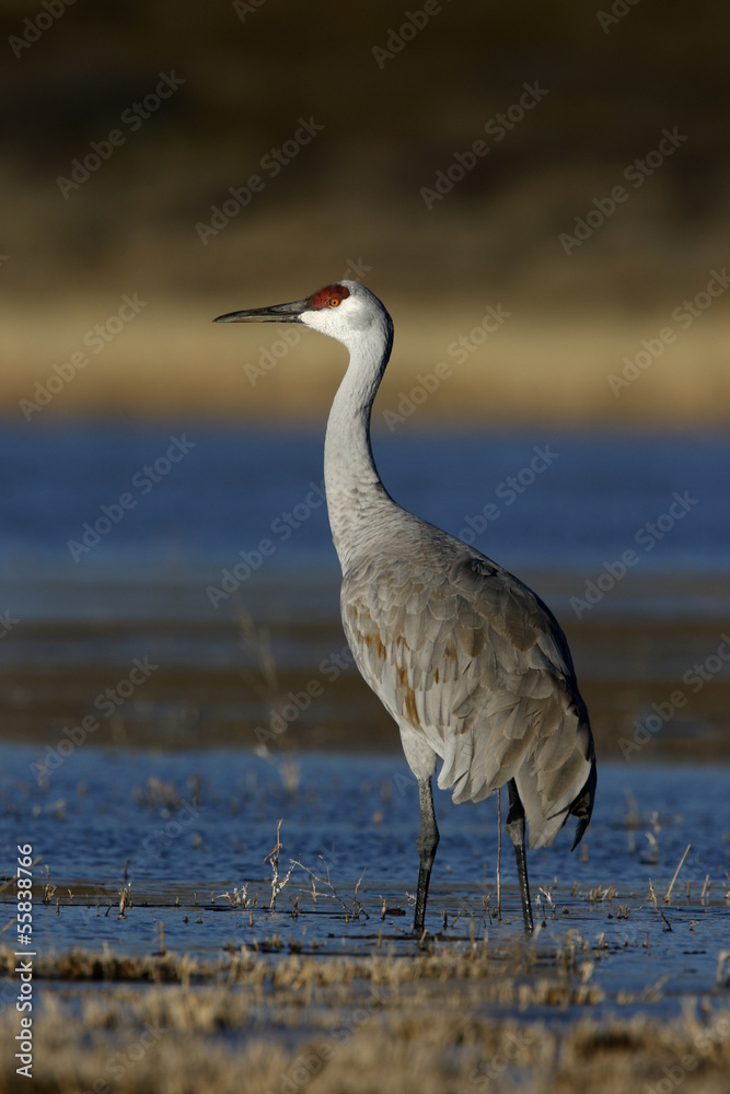 Naklejka premium Sandhill crane, Grus canadensis
