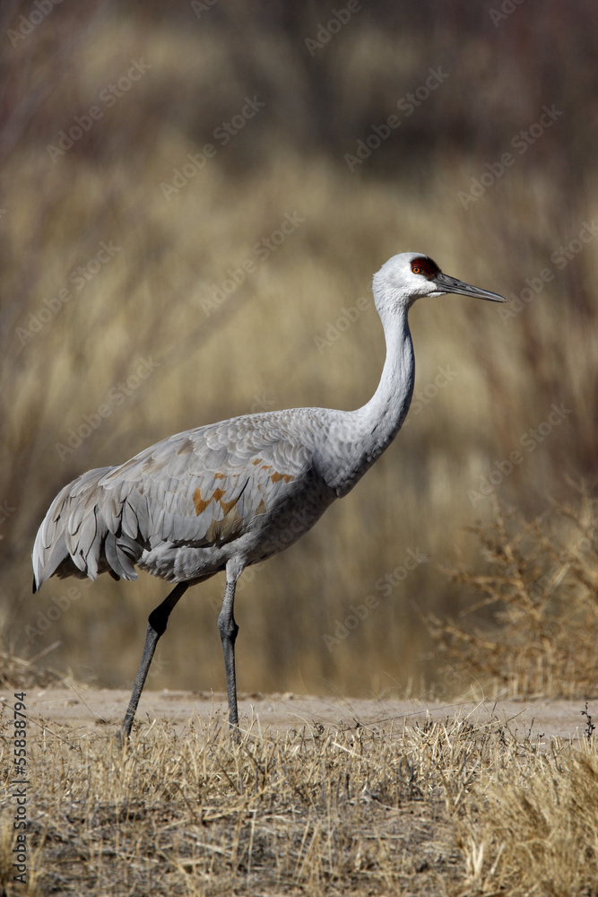 Sandhill crane, Grus canadensis