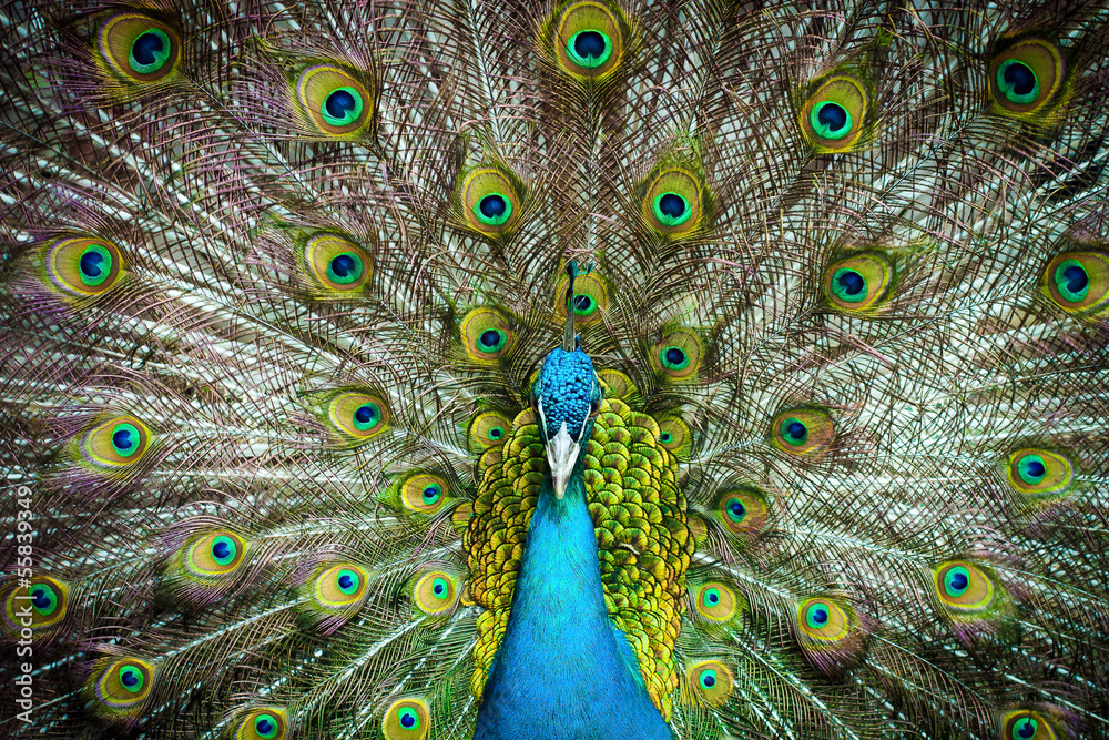 Obraz premium Peacock closeup on a background of feathers