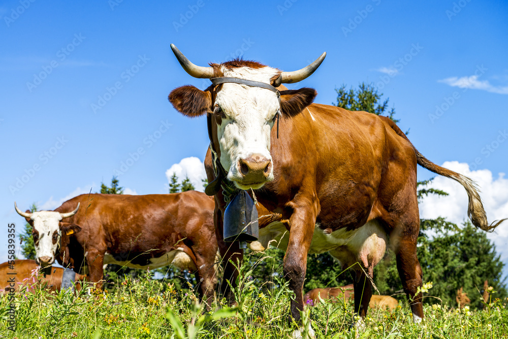 Alpine cows Alpine cows