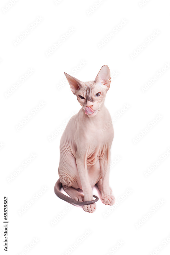 Licked sphinx cat on a white background