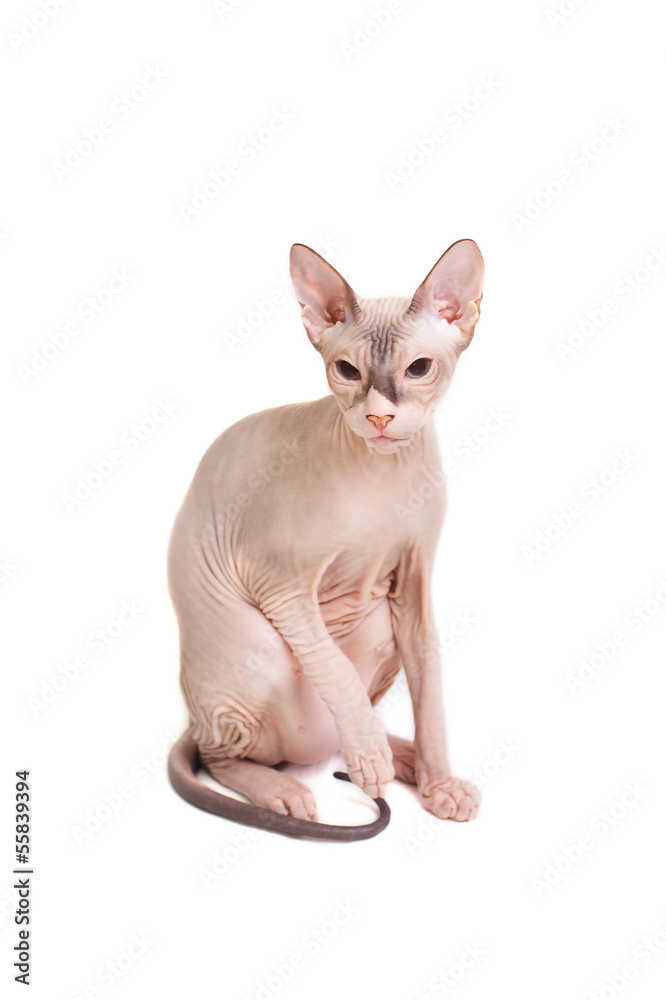 Sphynx cat sitting on a white background Sphynx cat sitting on a white background