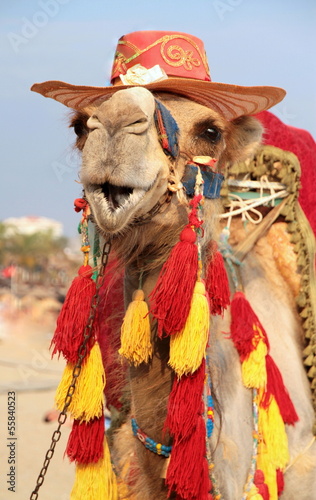 Fancy touristic camel