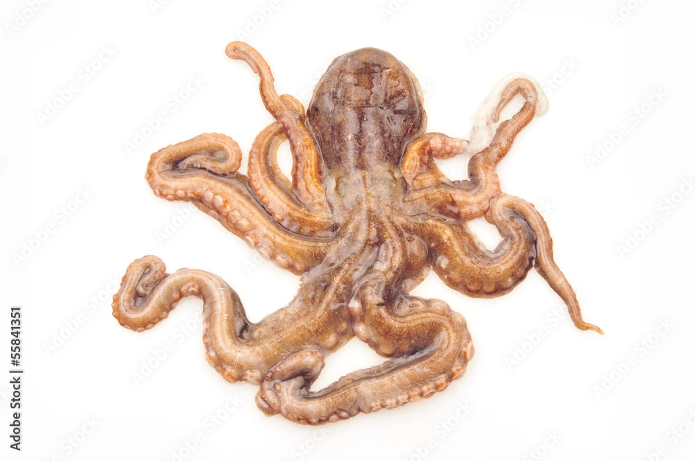 Obraz premium Octopus on white background