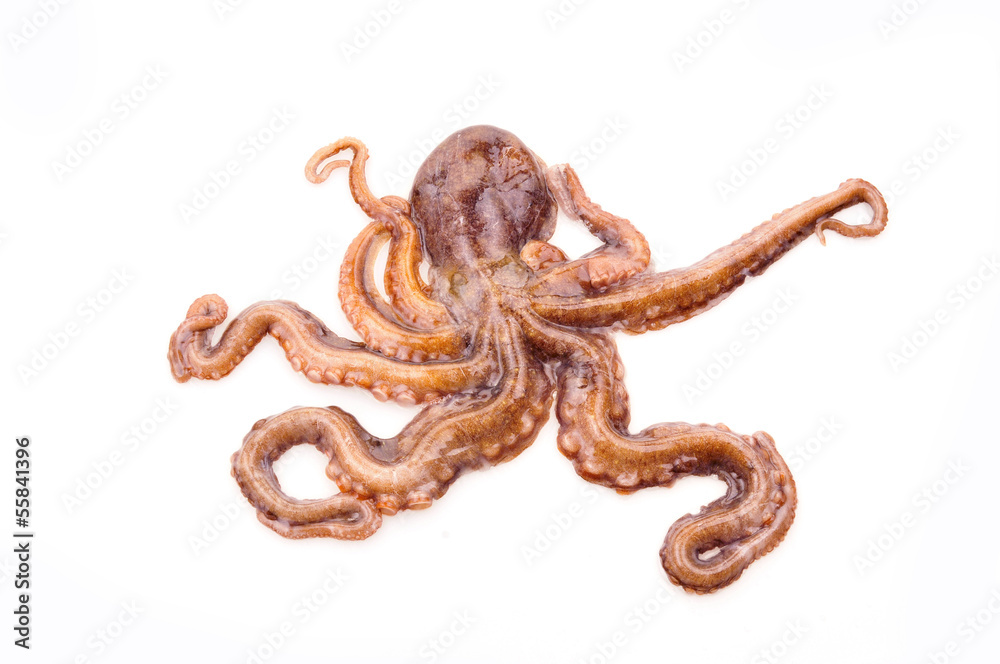 Octopus on white background