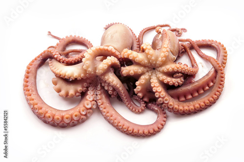 Octopus on white background