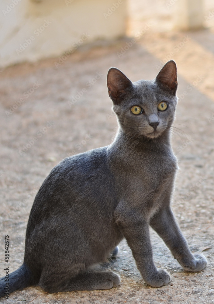 Grey cat