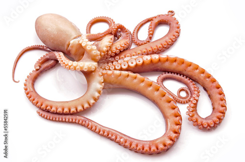 Octopus on white background