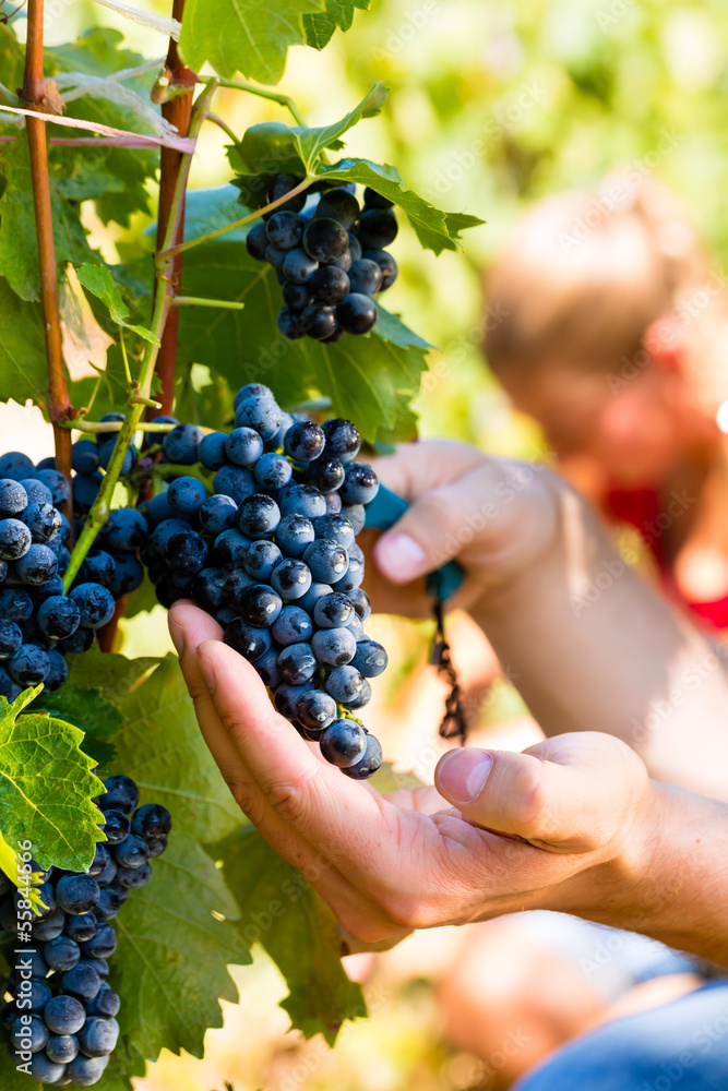 winemaker picking wine grapes