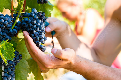 winemaker picking wine grapes
