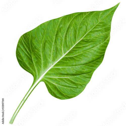 Green leaf close-up