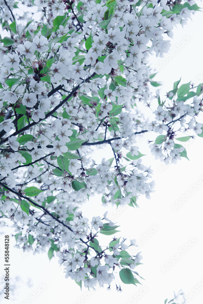 Cherry blossom tree and branches against the sky, outdoors, Beijing Cherry blossom tree and branches against the sky, outdoors, Beijing