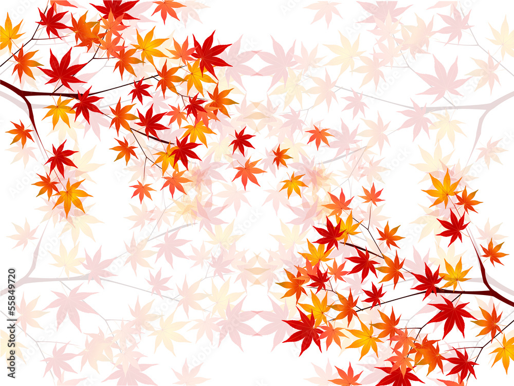 もみじ 紅葉 背景 もみじ 紅葉 背景