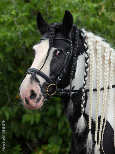 Obraz na plátně Gypsy vanner horse stallion