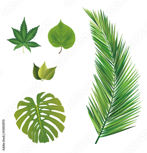 leaves collection