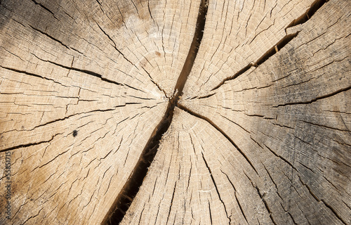 Oak log surface with cracks as background