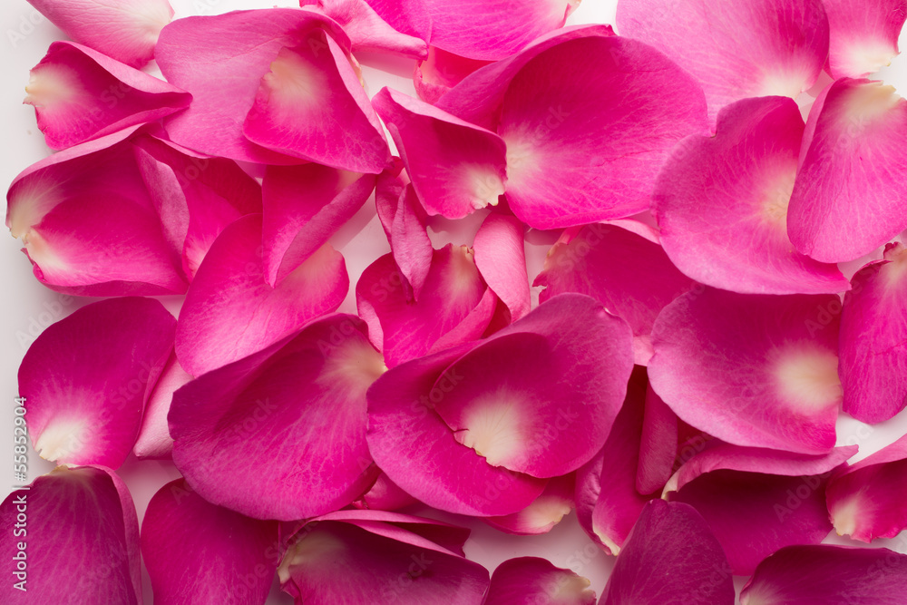 Rose petals. Rose petals.