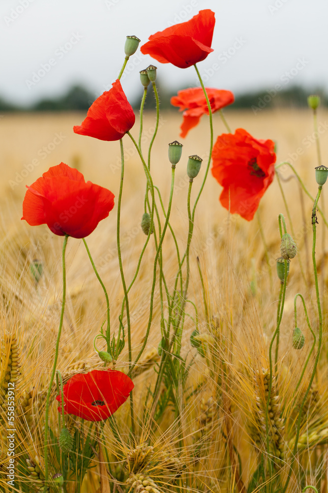 Naklejka premium red poppies on the corn-field