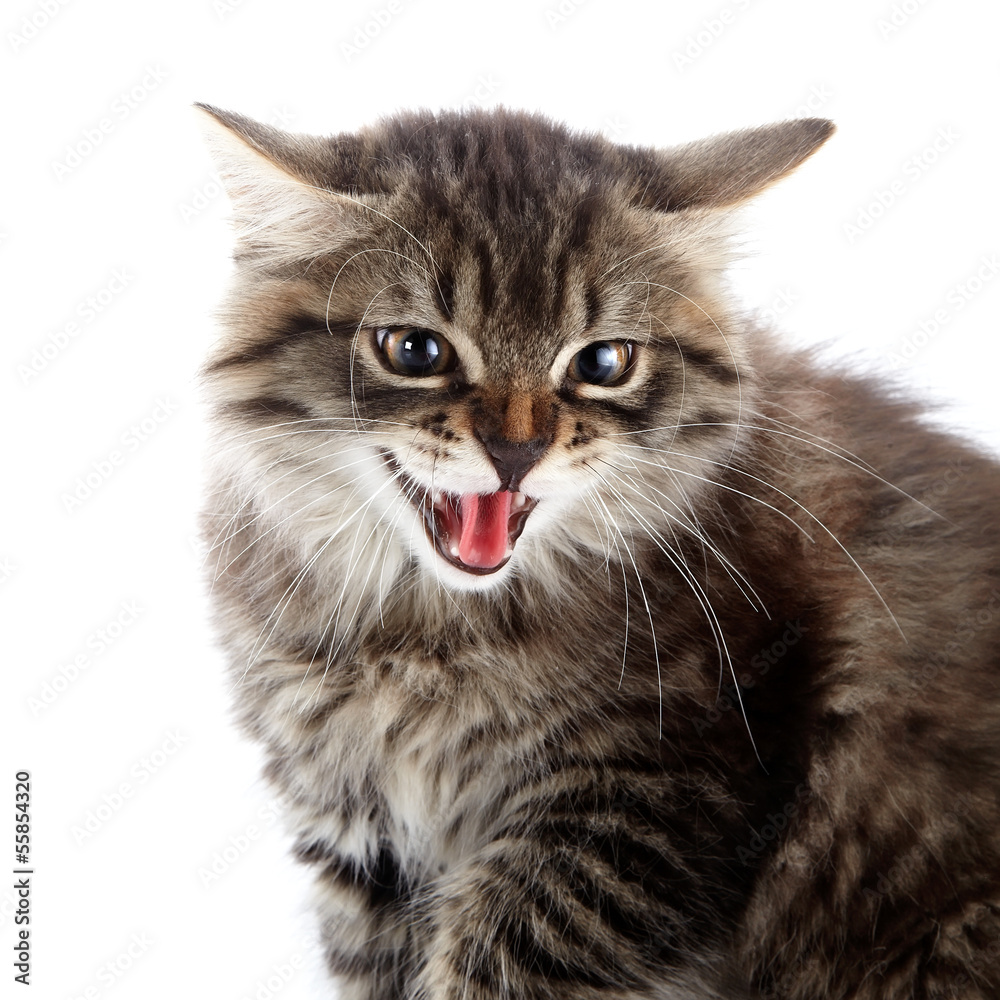 Portrait of an angry hissing cat.