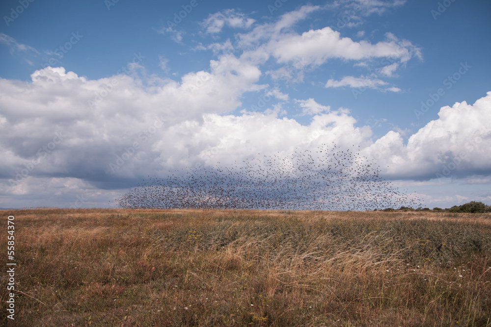 Fototapeta premium birds over the landscape