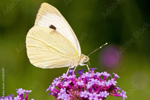 Großer Kohlweissling auf Sommerblüte 2 photo