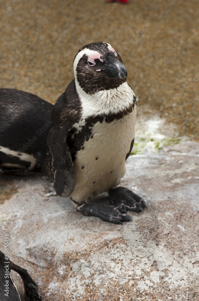 Naklejka premium African Penguin