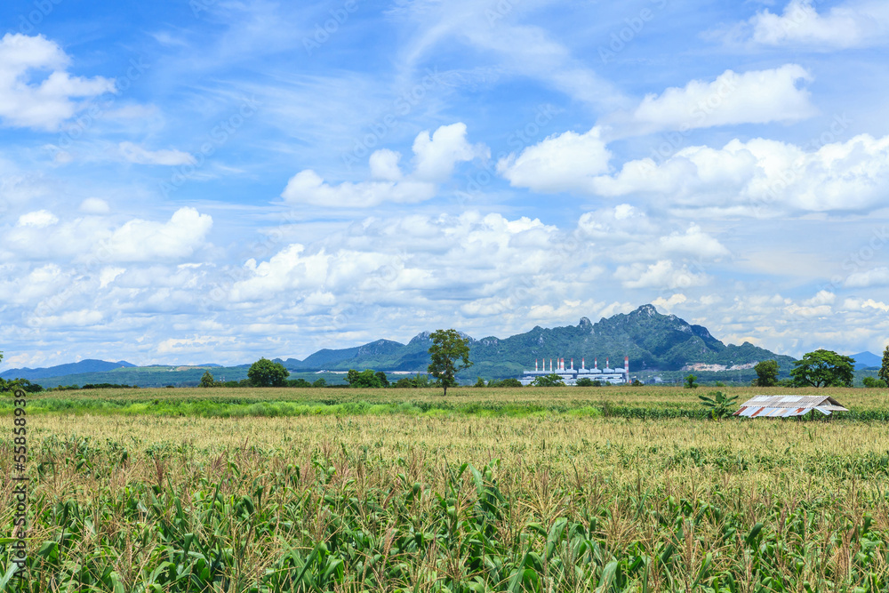 Landscape with corn field and blue sky Landscape with corn field and blue sky