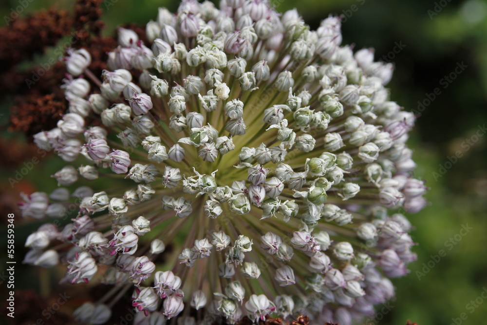 inflorescence of garlic