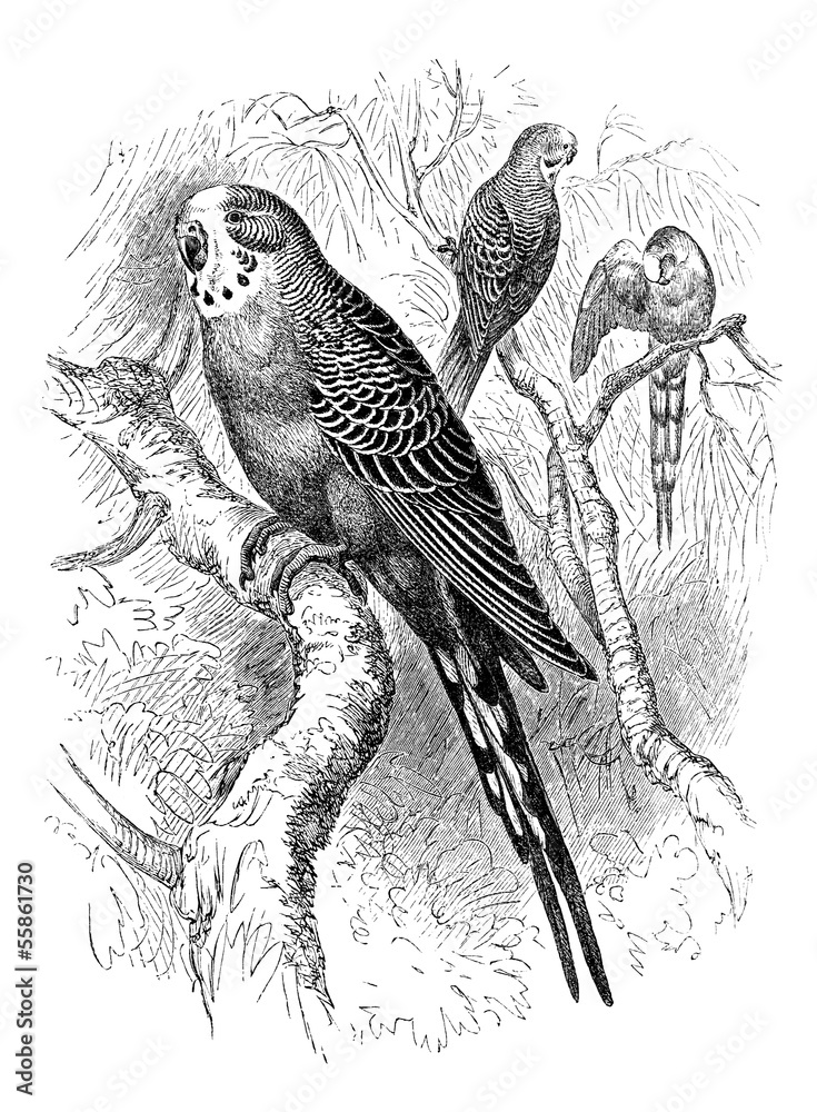 Naklejka premium Bird : Parakeet - Perruche