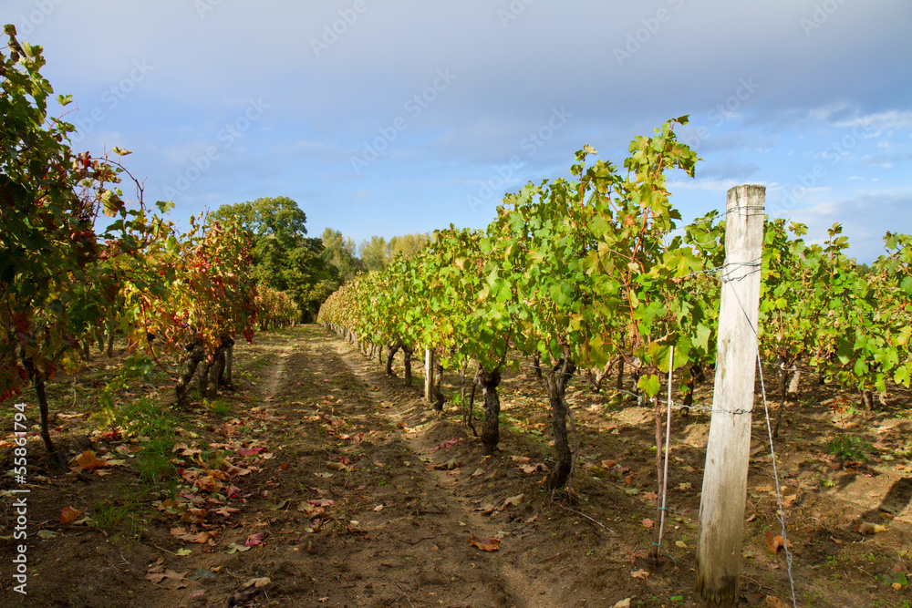 winery yard