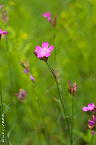Wild carnation flower