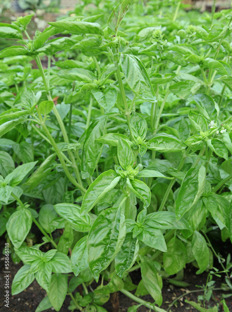basilic basilic
